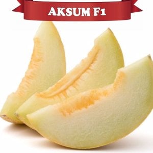 Aksum F1 - Hibrit Galia Tipi Kavun Tohumu