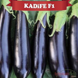 Kadife F1 Patlıcan Fidesi