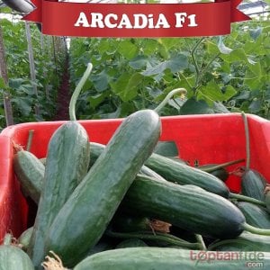 Arcadia F1 Multi Hıyar Fidesi