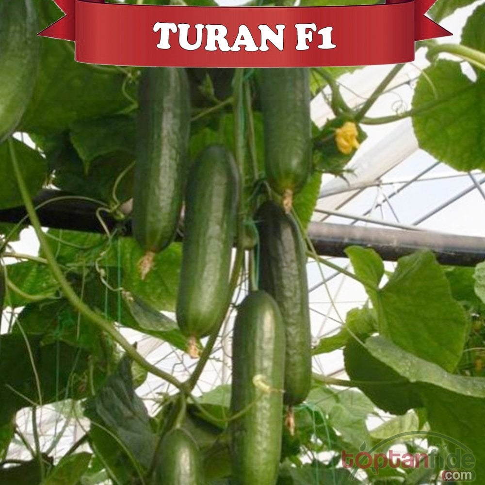 Turan F1 Hıyar Fidesi