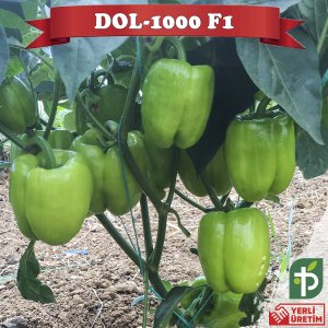 Dol-1000 F1 - Hibrit Dolma Biber Tohumu