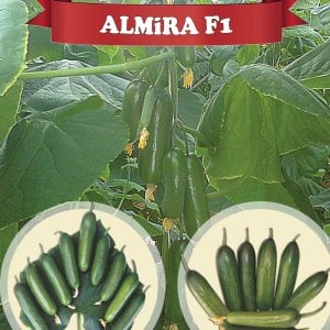 Almira F1 Silor Hıyar Fidesi