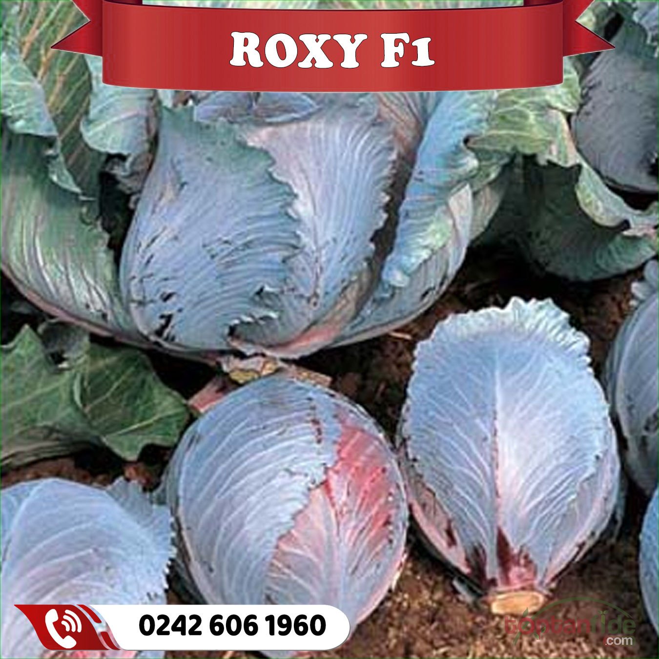 Roxy F1 80 Günlük Kırmızı Lahana Fidesi