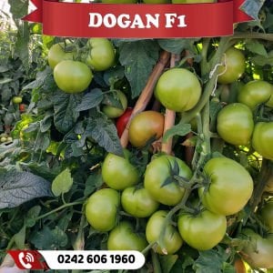 Doğan F1 Tekli Tarla Domates Fidesi