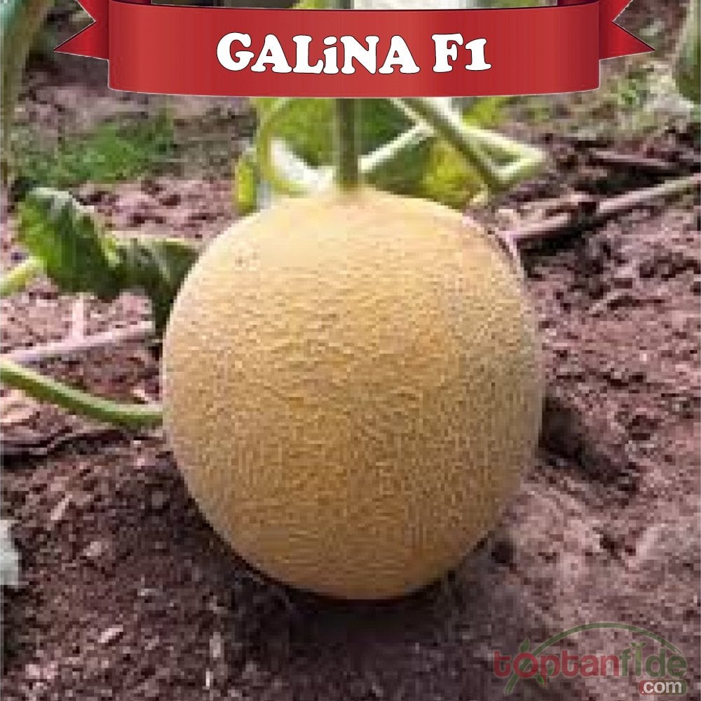 Galina F1 Kavun Fidesi