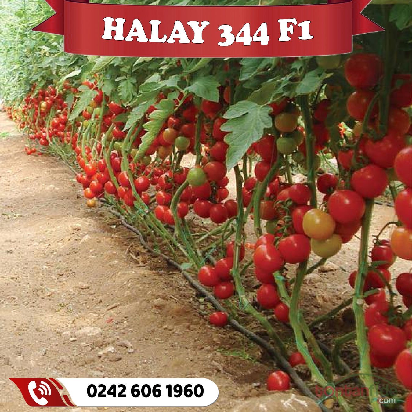 Halay 344 F1 Sırık Domates Fidesi