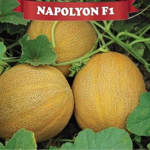 Napolyon F1 Kavun Fidesi