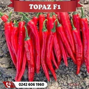 Topaz F1 Şili Biber Fidesi