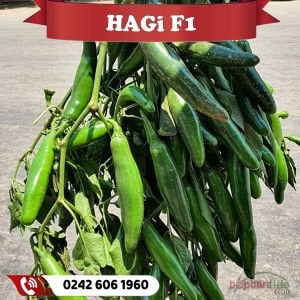 Hagi F1 Jalapeno Biber Fidesi