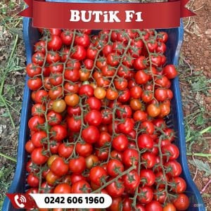 Butik F1 Sırık Çeri Domates Fidesi