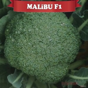 Malibu F1 Brokoli Fidesi