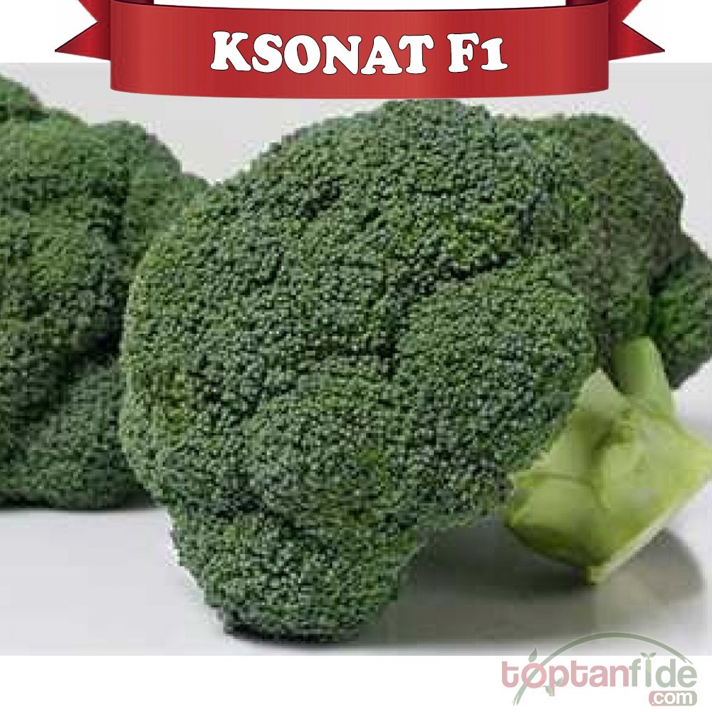Ksonat F1 85 Günlük Brokoli Fidesi