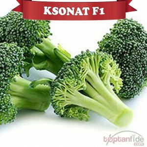 Ksonat F1 85 Günlük Brokoli Fidesi