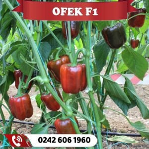 Ofek F1 Kırmızı Dolma Biber Fidesi