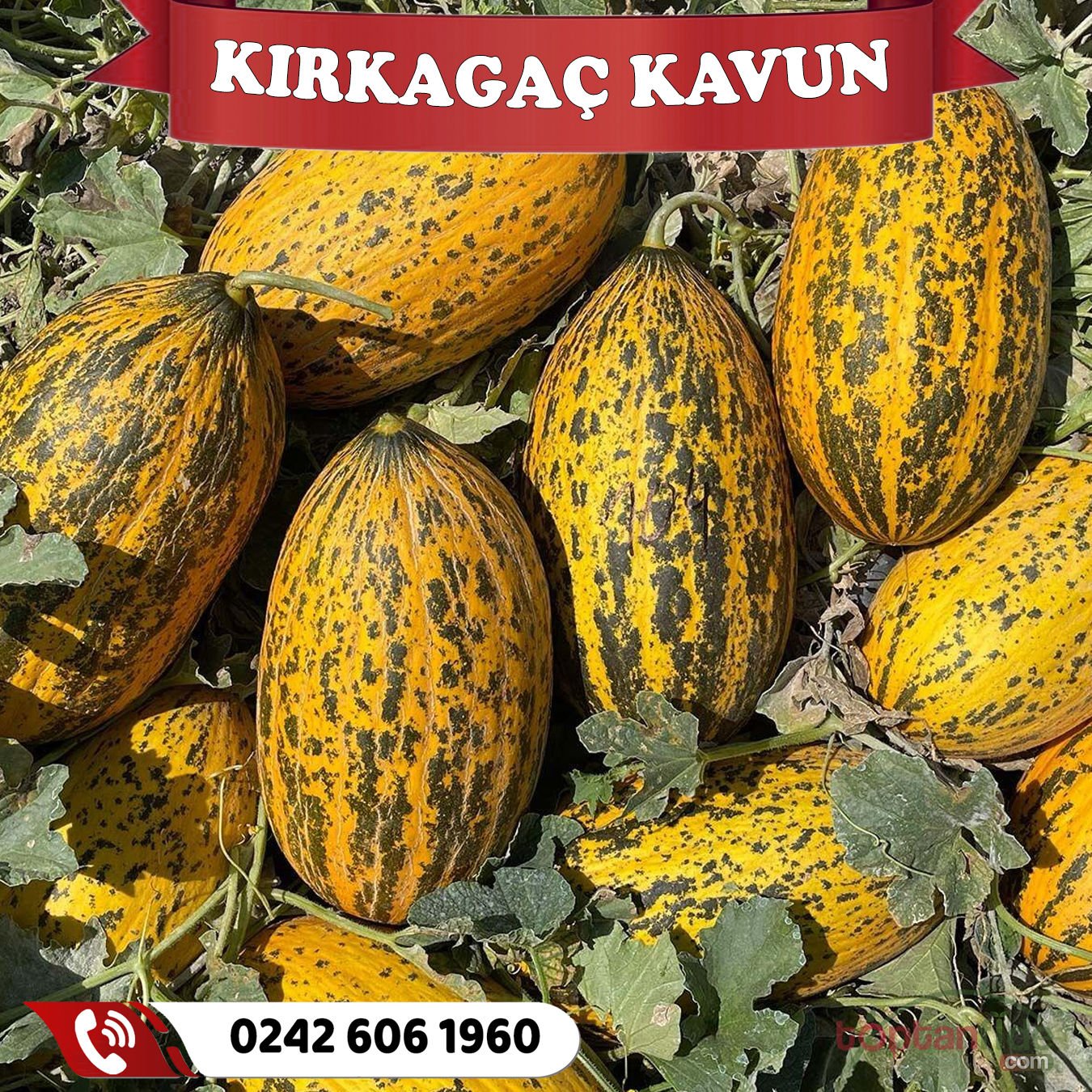 Kırkağaç Kavun Fidesi