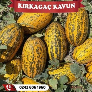 Kırkağaç Kavun Fidesi