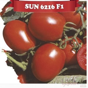 Sun 6216 F1 Salçalık Domates Fidesi