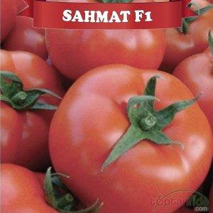 Şahmat F1 Sırık Domates Fidesi