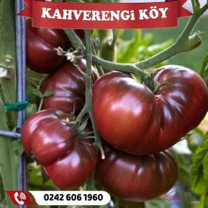 Hibrit Çiko Tipi Köy Domates Fidesi