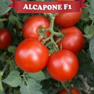 Alcapone F1 Sırık Domates Fidesi