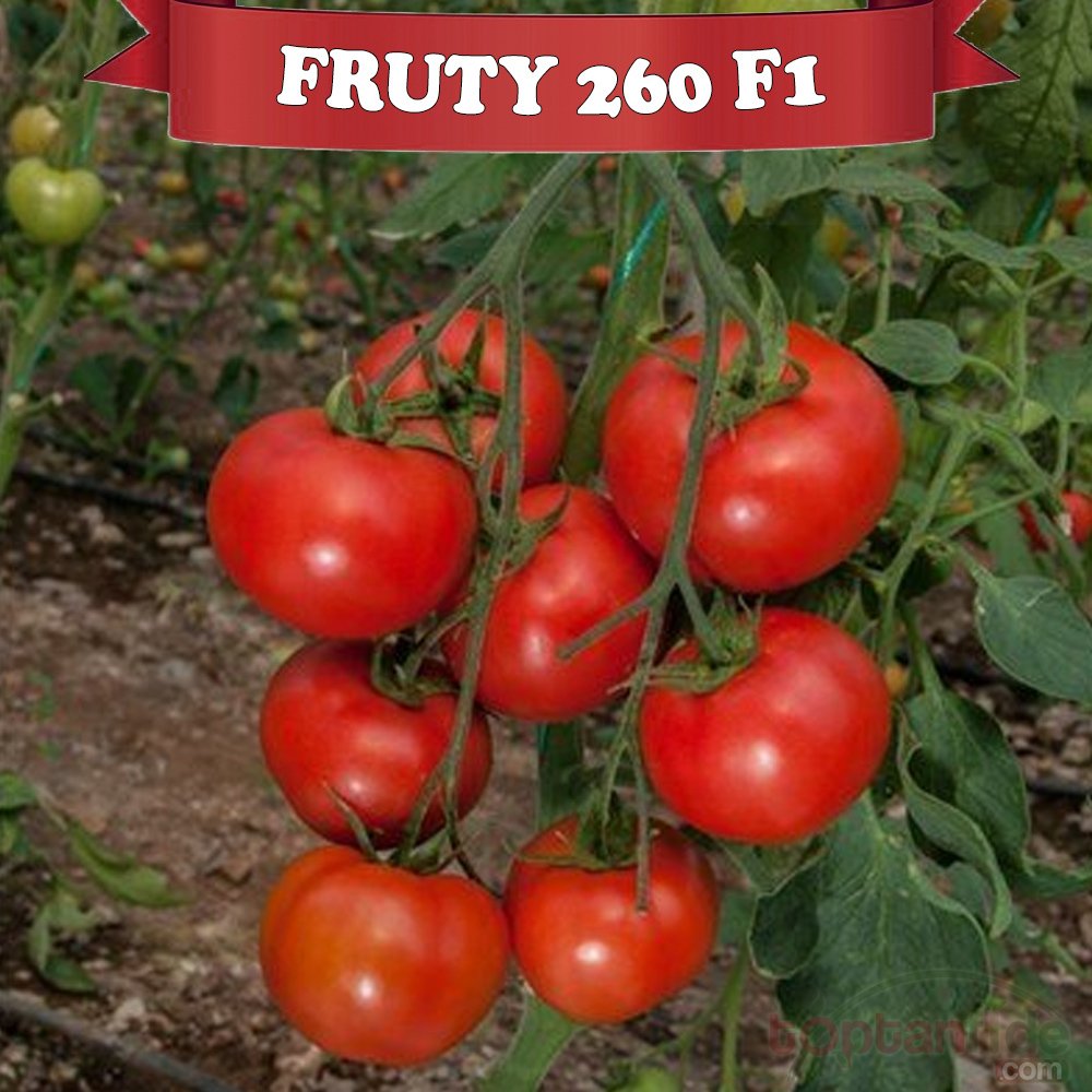 Fruty 260 F1 Sırık Domates Fidesi