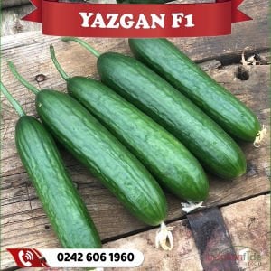 Yazgan F1 Hıyar Fidesi