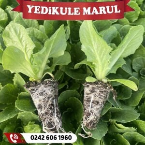 Yedikule Marul Fidesi