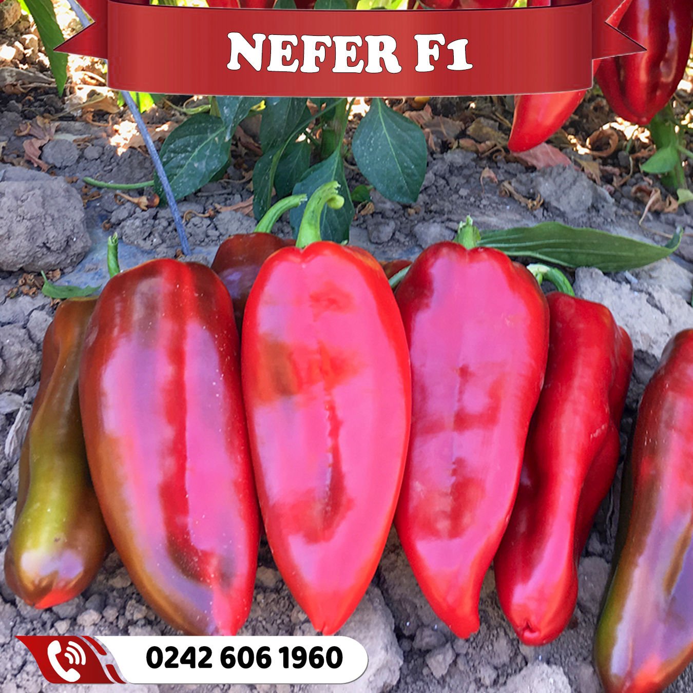 Toptan Nefer F1 Kapya Biber Fidesi En Uygun Fiyatı