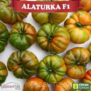 Alaturka F1 - Sırık Köy Domatesi Fidesi