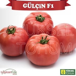 Gülçin F1 Oturak Pembe Köy Domatesi Fidesi