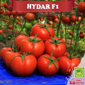 Hydar F1 Sırık Tane Domates Fidesi