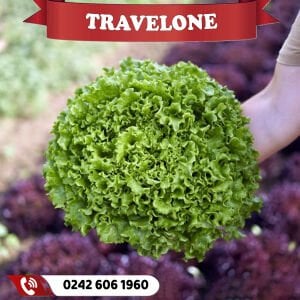 Travelone Kıvırcık Marul Fidesi