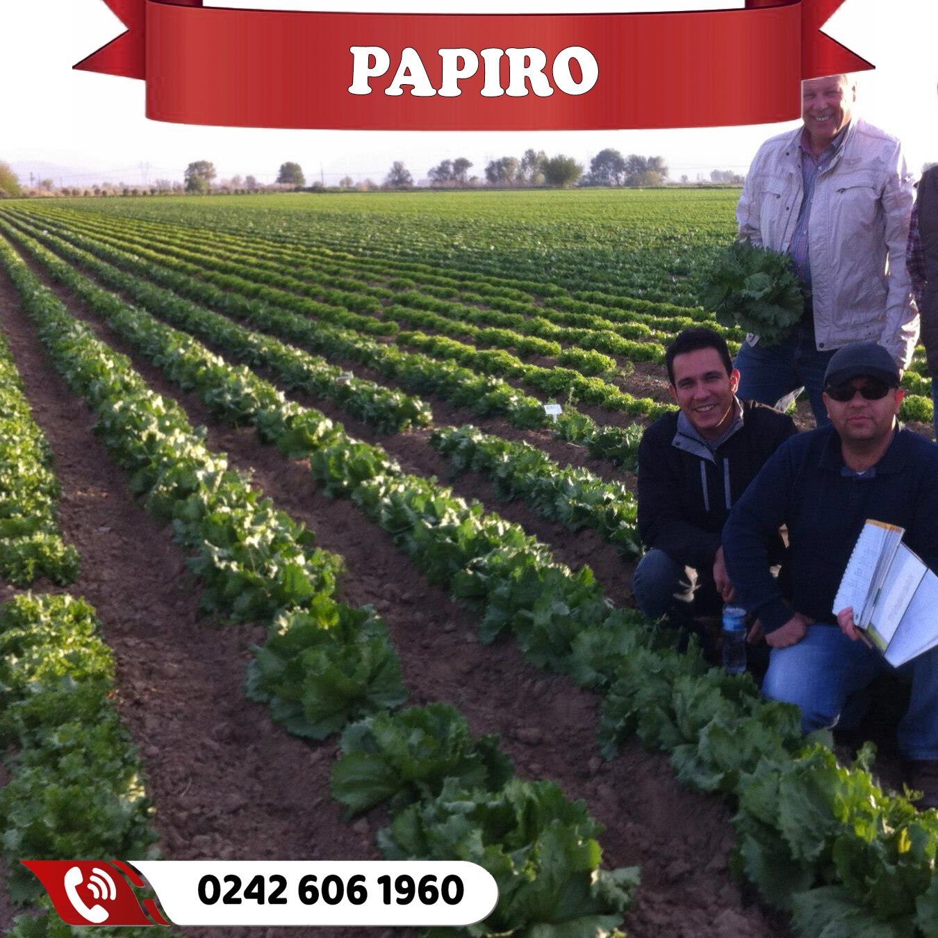 Papiro İceberg Marul Fidesi