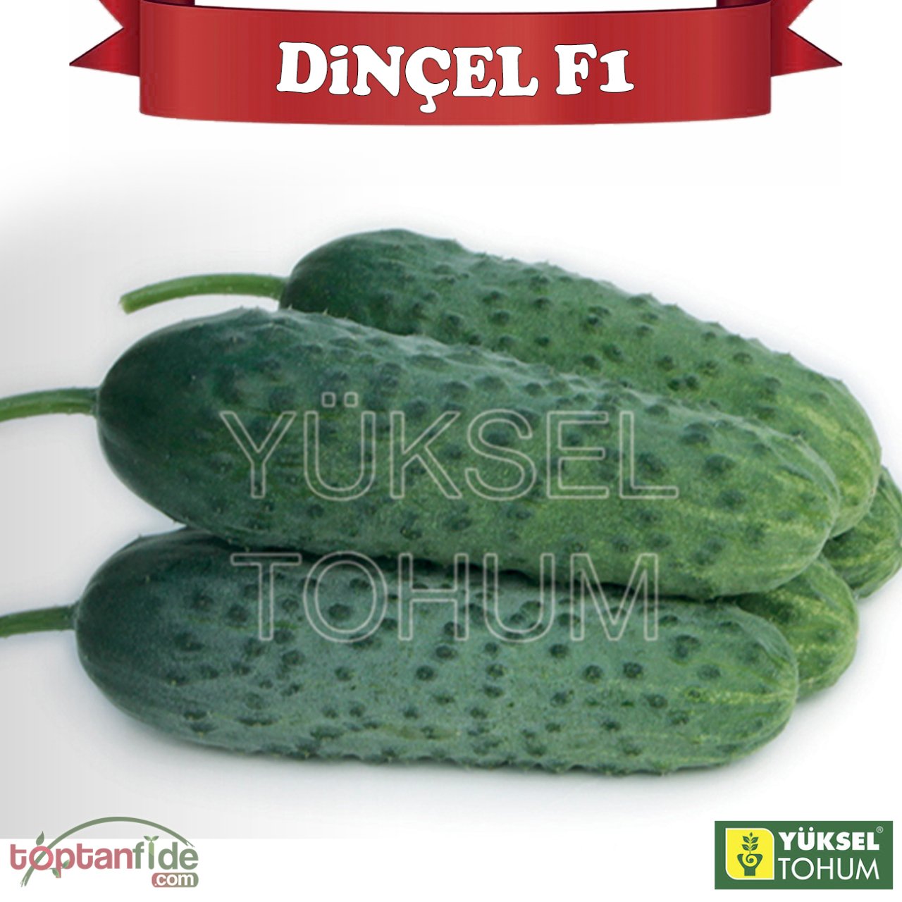 Dinçel F1 Dikenli Hıyar Fidesi