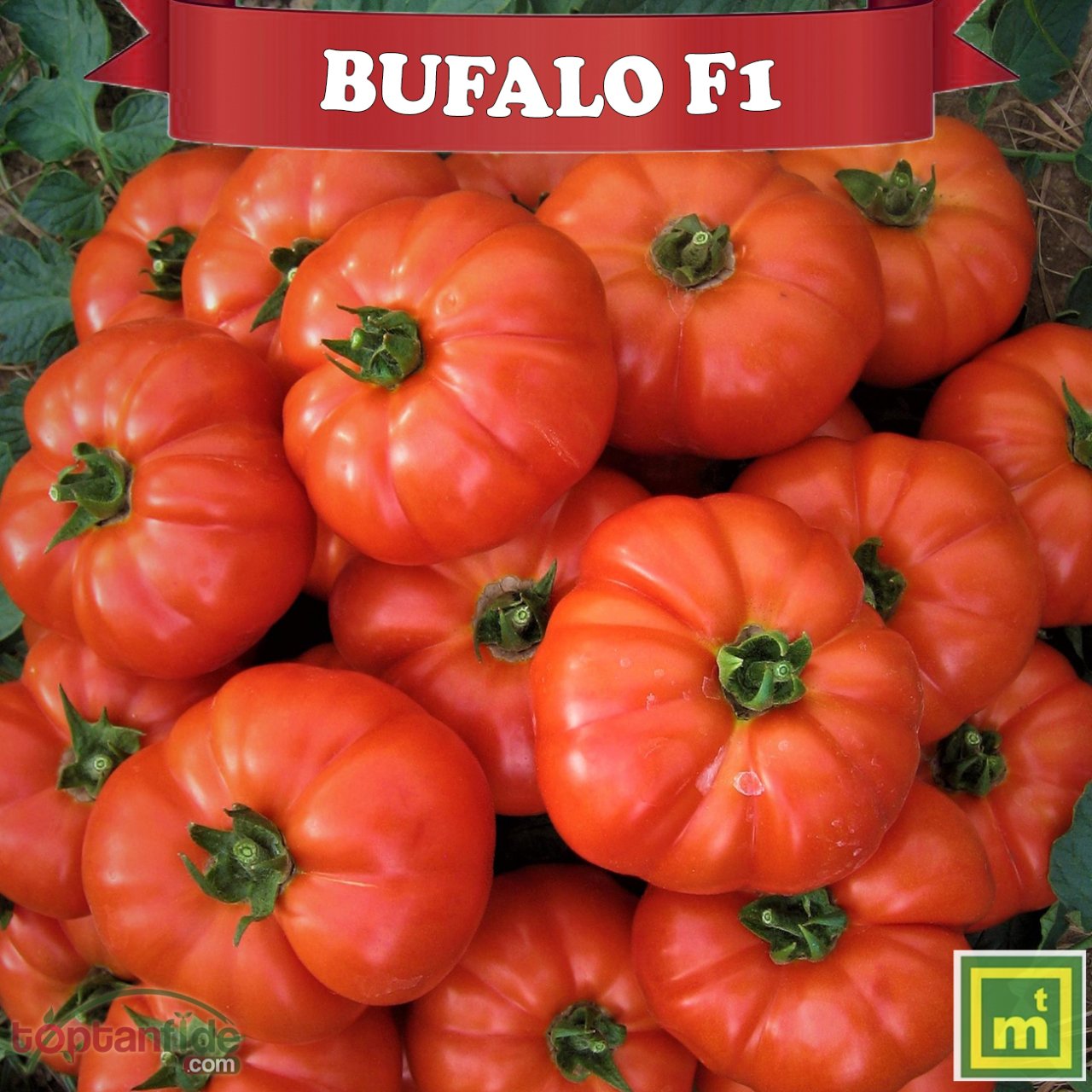 Bufalo F1 Beef Domates Fidesi