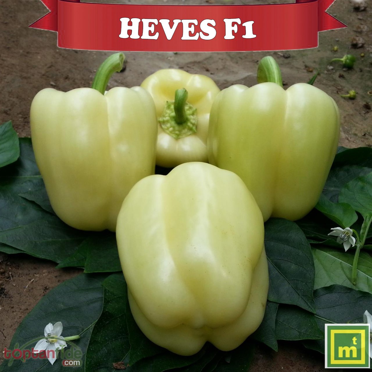 Heves F1 Dolma Biber Fidesi