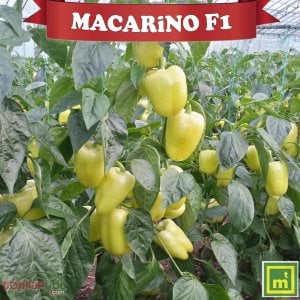 Macarino F1 Dolma Biber Fidesi