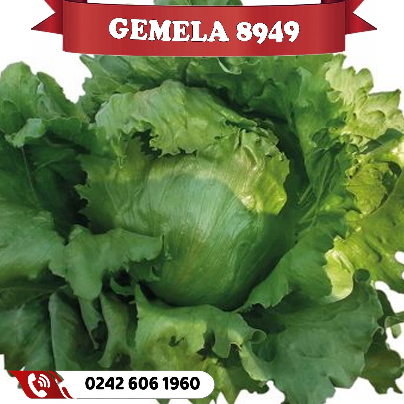 Gemela 8949 İceberg Marul Fidesi