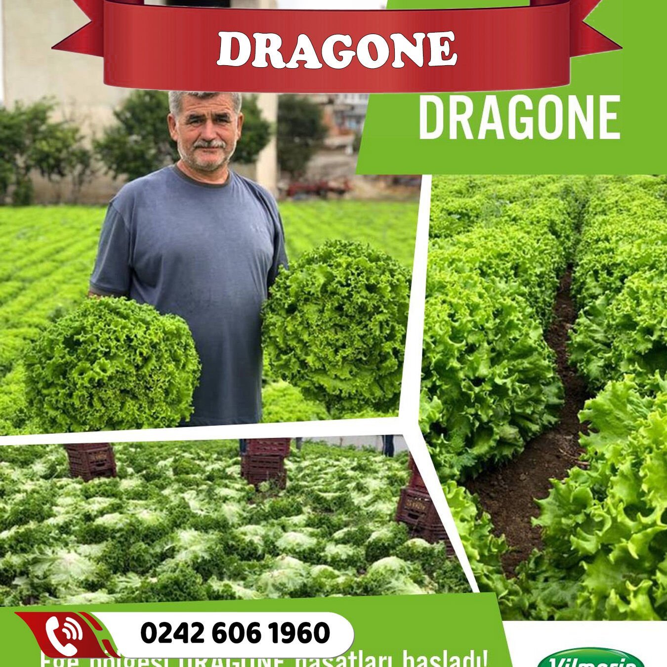 Dragone Yazlık Kıvırcık Marul Fidesi