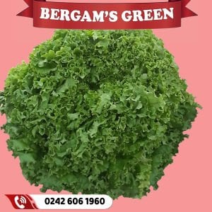 Bergam's Green Kıvırcık Marul Fidesi
