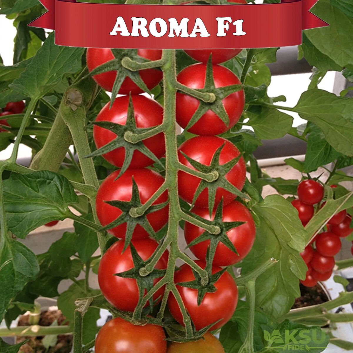 Aroma F1 - Salkım Kokteyl Domates Fidesi