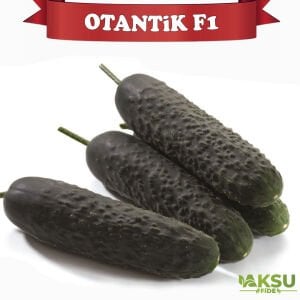 Otantik F1 Dikenli Salatalık Fidesi