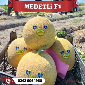 Medetli F1 Ananas Kavun Fidesi