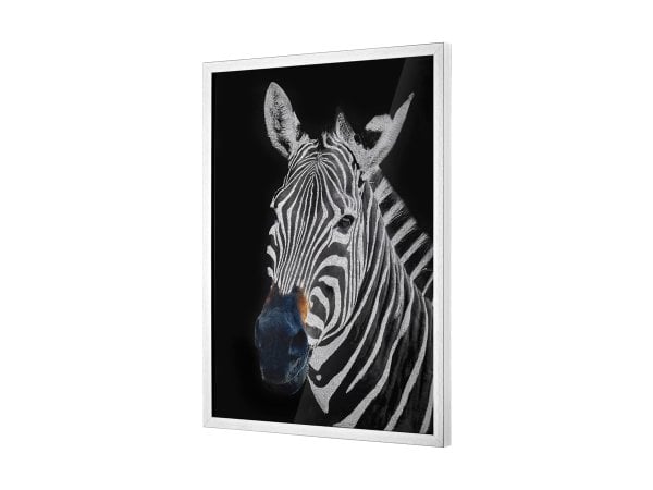 Mavi Burunlu Zebra Desenli Tablo