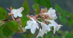 10 adet Abelia Grandiflora Abelya Fidanı, Tüplü/Saksılı