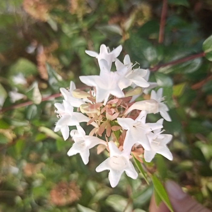 10 adet Abelia Grandiflora Abelya Fidanı, Tüplü/Saksılı