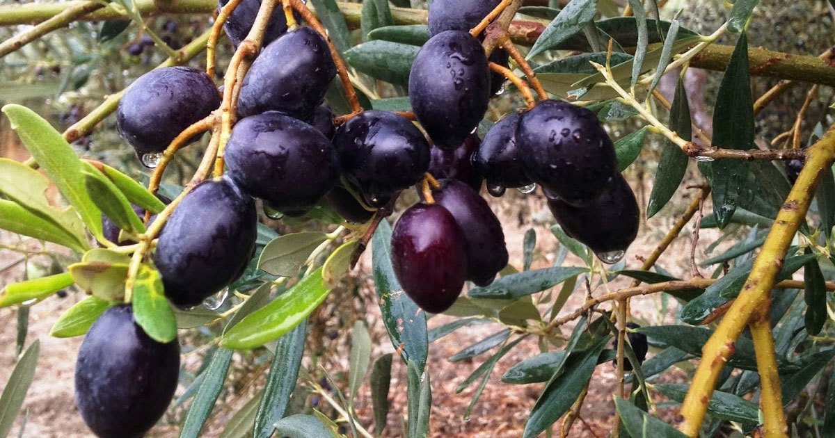 5 Adet Gemlik Zeytin Fidanı boy 120-150 cm Tüplü/Saksılı