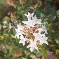 Abelia Grandiflora Abelya  Fidanı, Tüplü/Saksılı