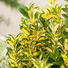 Alacalı Taflan Fidanı  euonymus japonica variegata