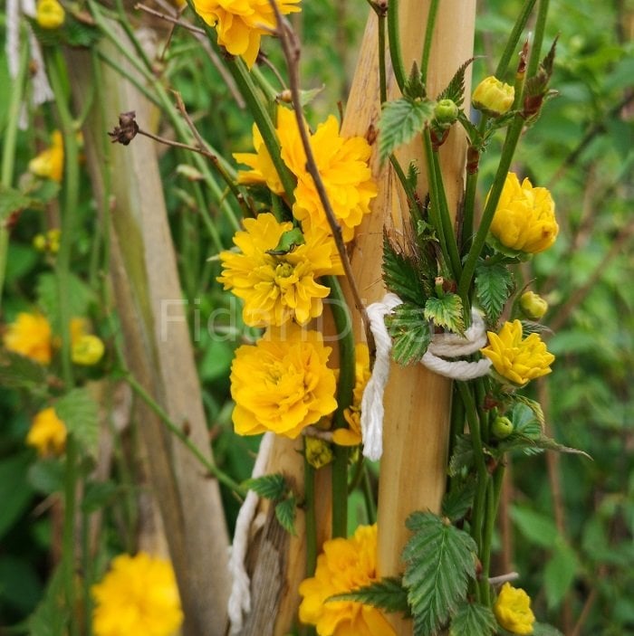 Kerria japonica Sarı Kanarya Gülü 60-100 cm